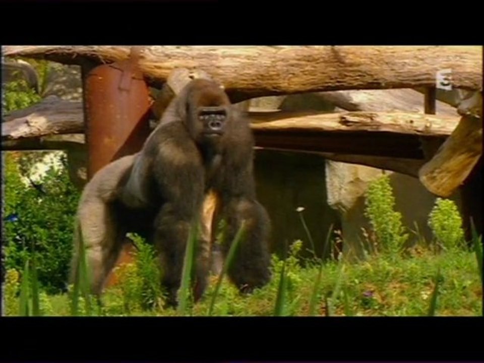 L'espace grands singes du zoo de La Palmyre