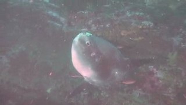 Les Habitants des fonds Basques