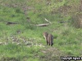 chat forestier  renard martre putois(Animaux, Faune sauvage)