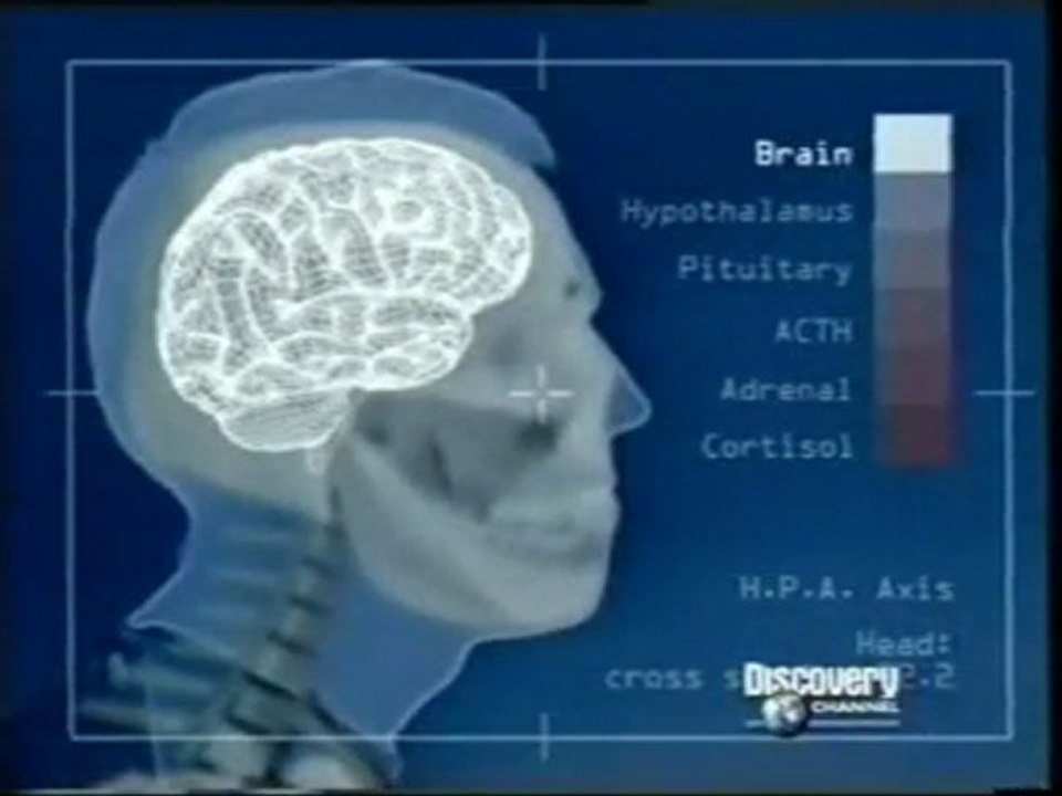 Estres: Cortisol e inmunologia