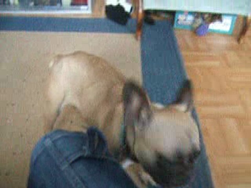 chanel joue avec son hèrisson