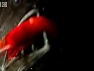 Okyanusun Derinliklerindeki Garip Canlılar..