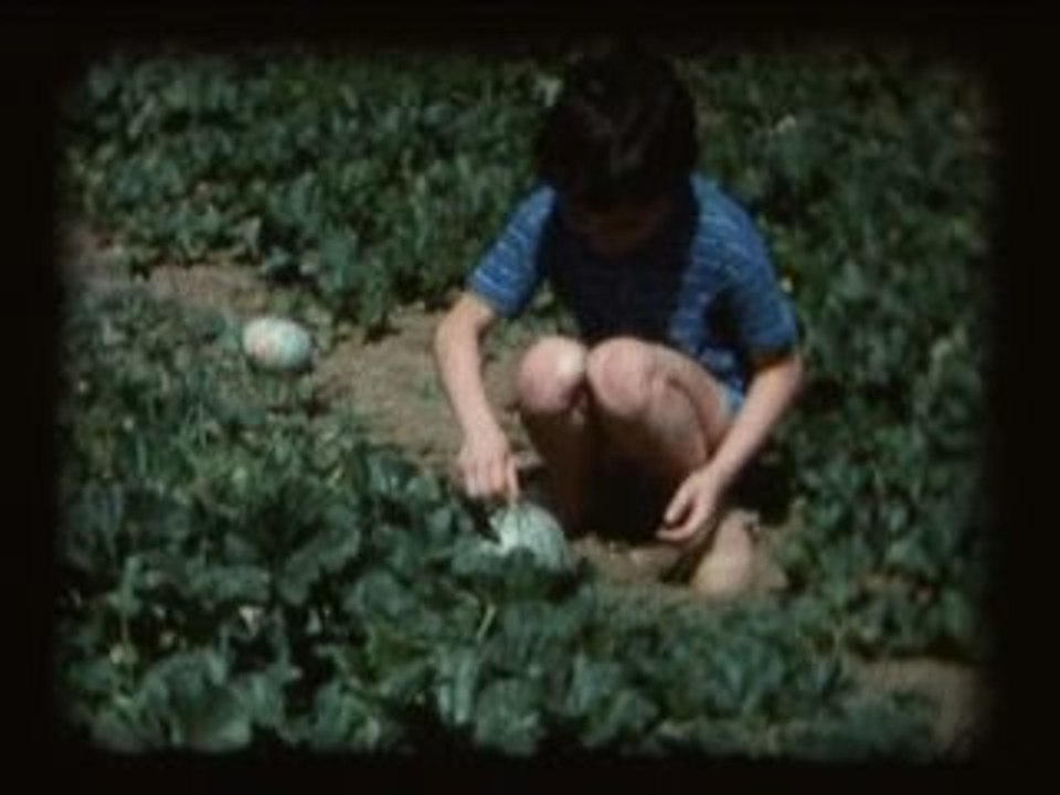 Récolte des melons