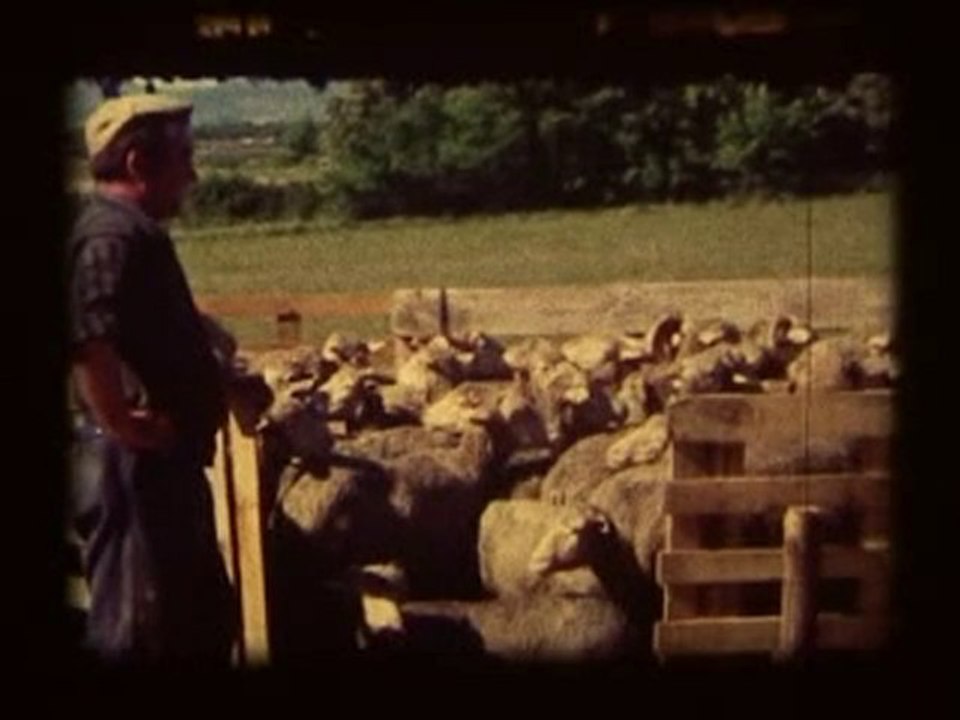 Troupeau de mouton