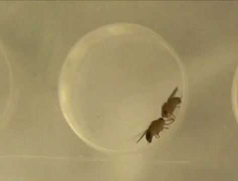 Sexualité débridée chez les mouches