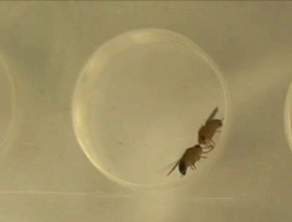 Sexualité débridée chez les mouches