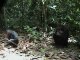 La pêche aux termites des chimpanzés