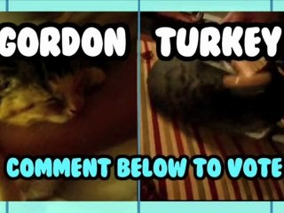 Sleepy Cute Kitty vs Turkey! - Animal Idol 014