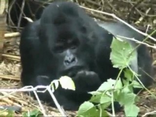 RWANDA Rencontre avec les GORILLES