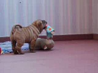 ECHEC POINT CHARLIE DES MING WAY