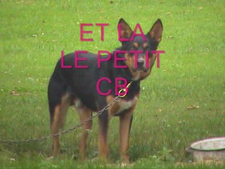 pour la joie de tous ses animaux ,sauvés de l'abandon