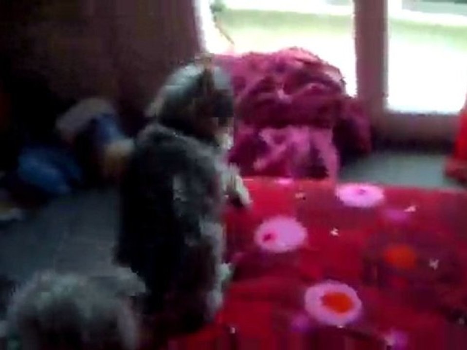 titou qui joue sur le lit