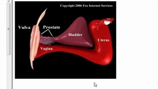 Benefits Of G Spot Stimulation