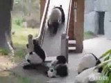 Panda in... scivolata libera