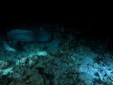 Murène géante de nuit_12 2009