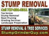 Stump Removal Companies Tampa Florida
