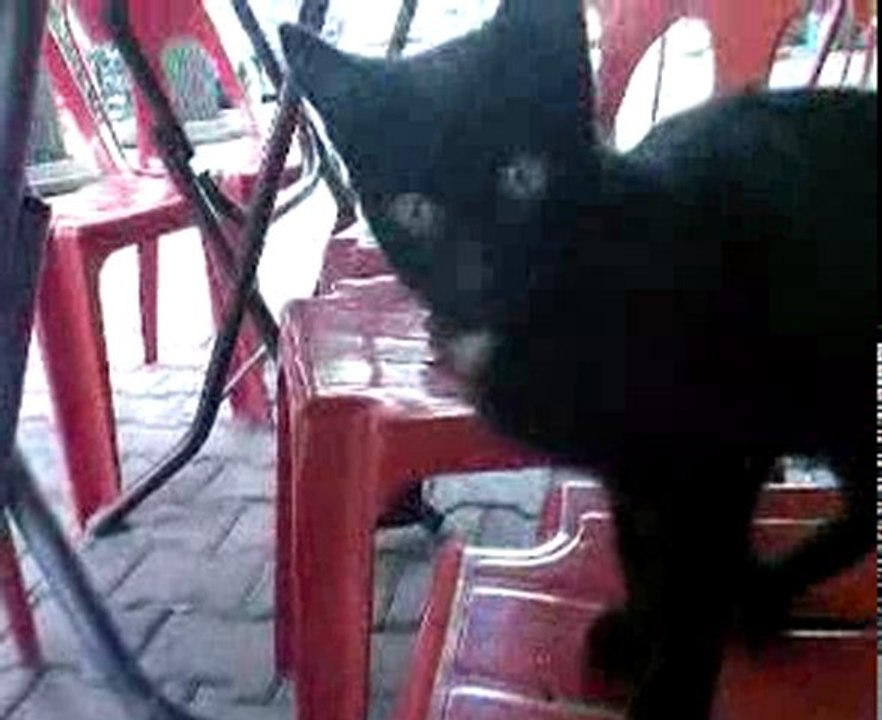 komik kedi videosu comic cat vid.