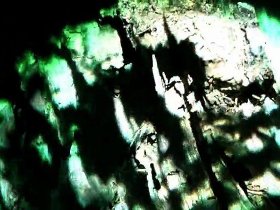 Feedback - The Woods