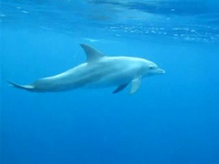 2 Dauphins en surface_12 2009