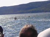 Baleine à Bosses dans Charlevoix WOW