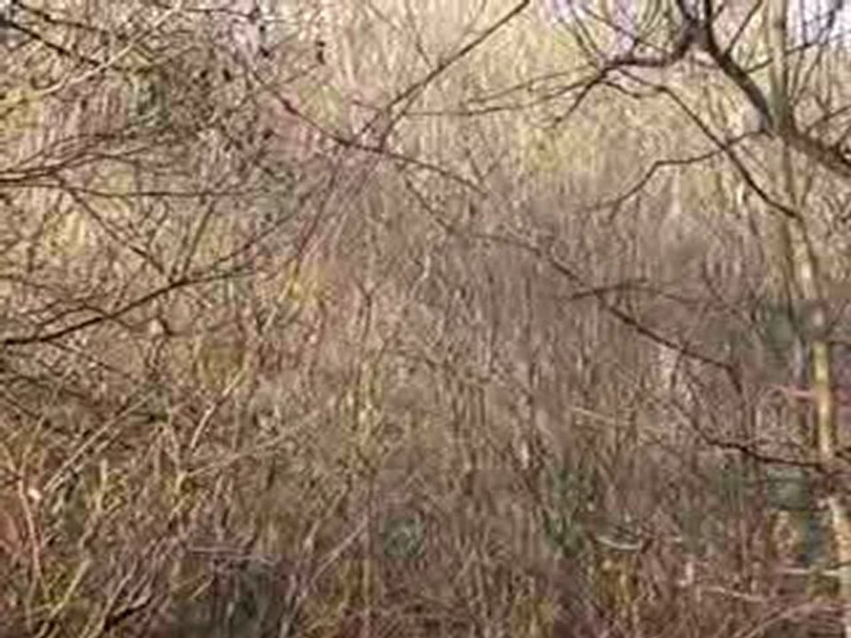 CHASSE A COURRE 3 : L'attaque dans le marais