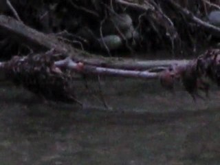 Allondon fraie 12 déc 2009 009