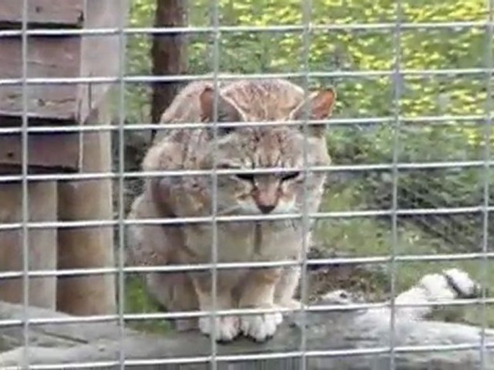 Visite du parc des félins
