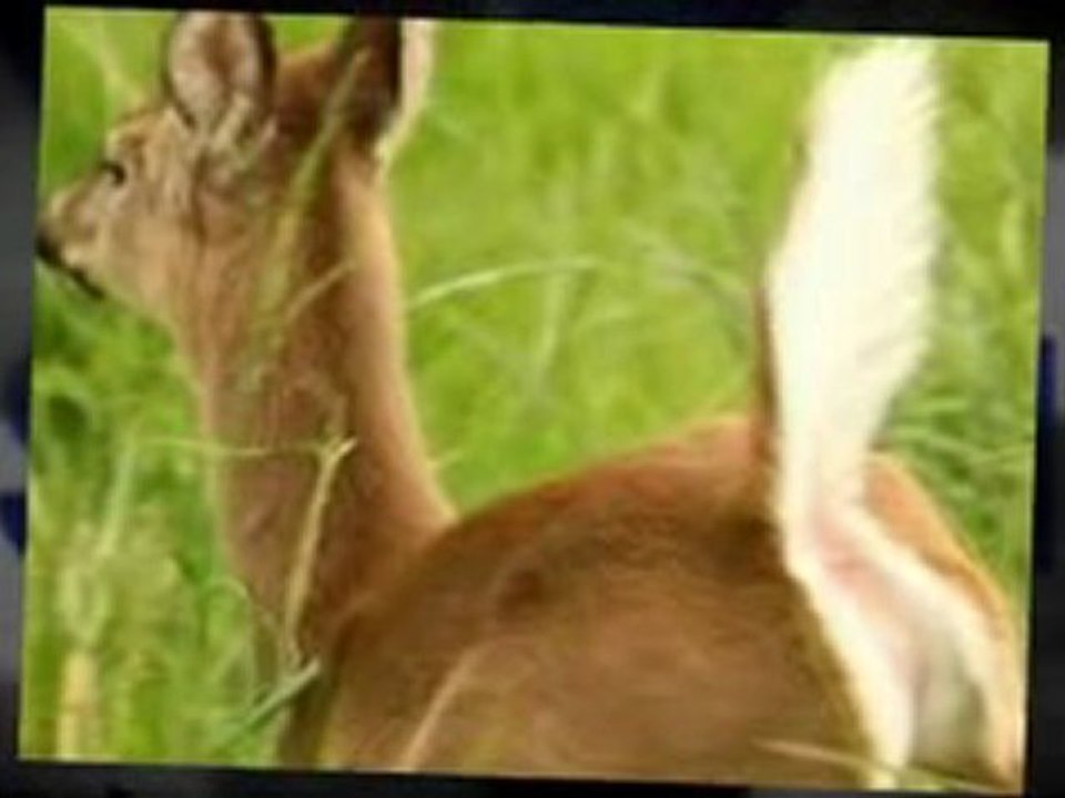 DeerSprinkler.com -- Deer Repellent and Rabbit Repellent