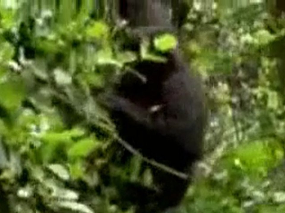 Les origines du Sida - Documentaire - Partie 1 sur 10