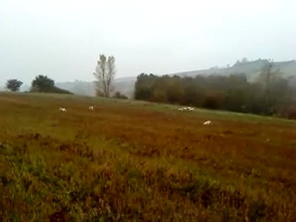 chiens courants:matinée sur lièvre