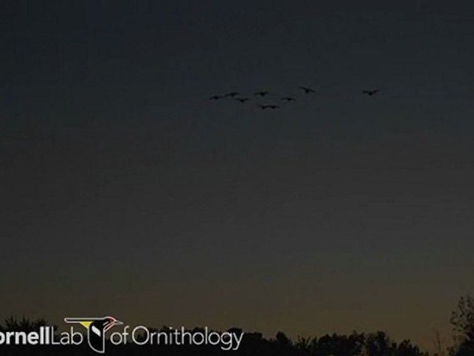 Branta canadensis