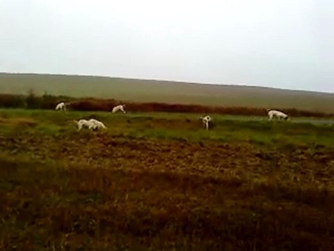 chiens courants:matinée sur lièvre 2