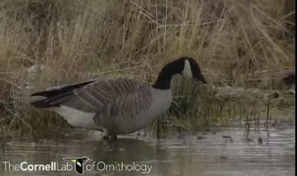 Branta canadensis