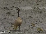 Branta canadensis