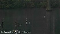 Branta canadensis