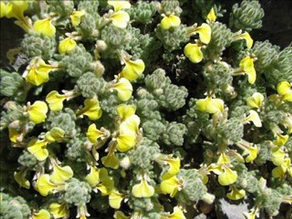 Flowers of Mt BOLKAR. Middle Taurus Range. fatih sinan çimen