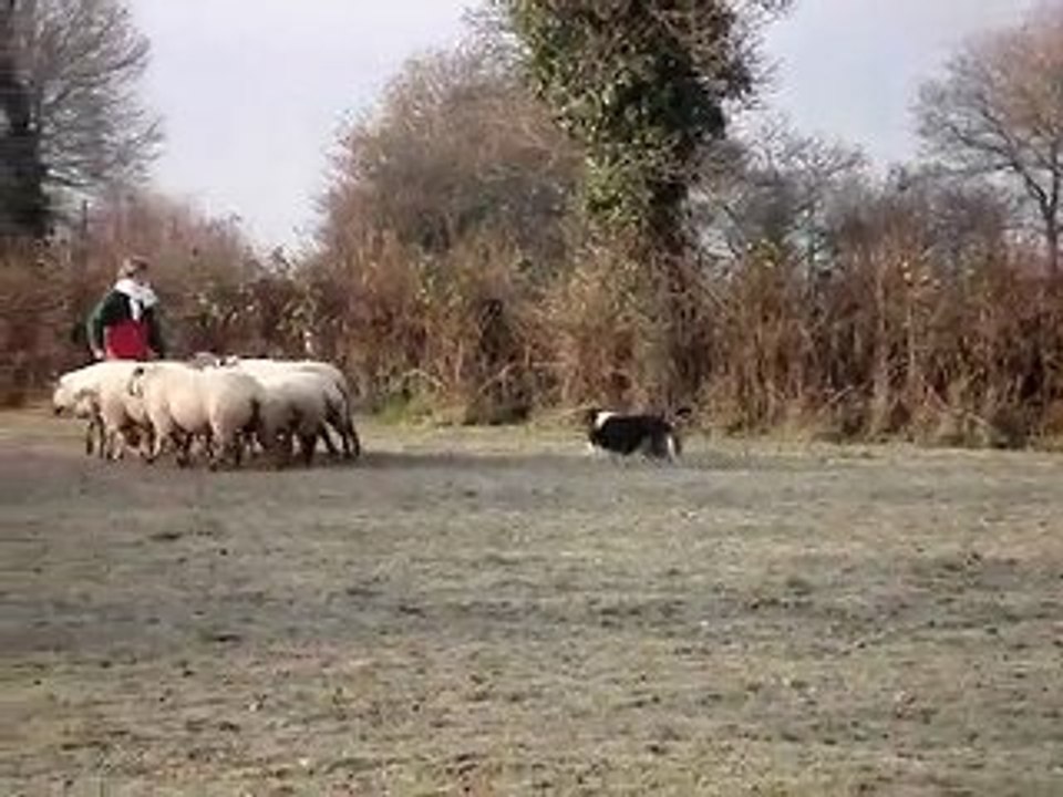 video troupeau du 16122009