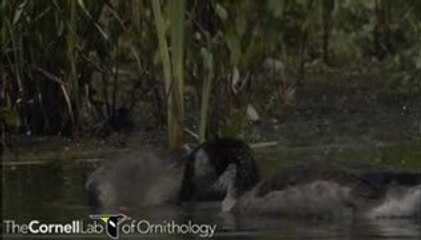 Branta canadensis