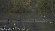 Branta canadensis