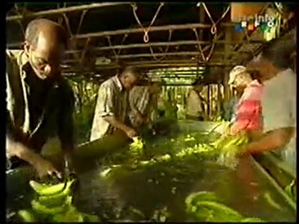 1990-1993 antilles méprisées