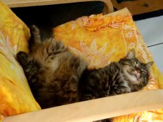 bete ? ah non ! ça suffit les insultes.