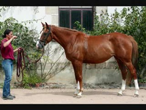 A VENDRE jument SELLE FRANCAIS A en vendee