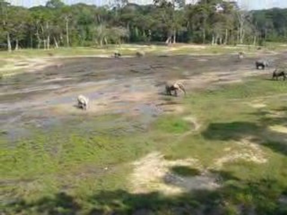 L'arrivée à la saline de Bayanga - Afrique