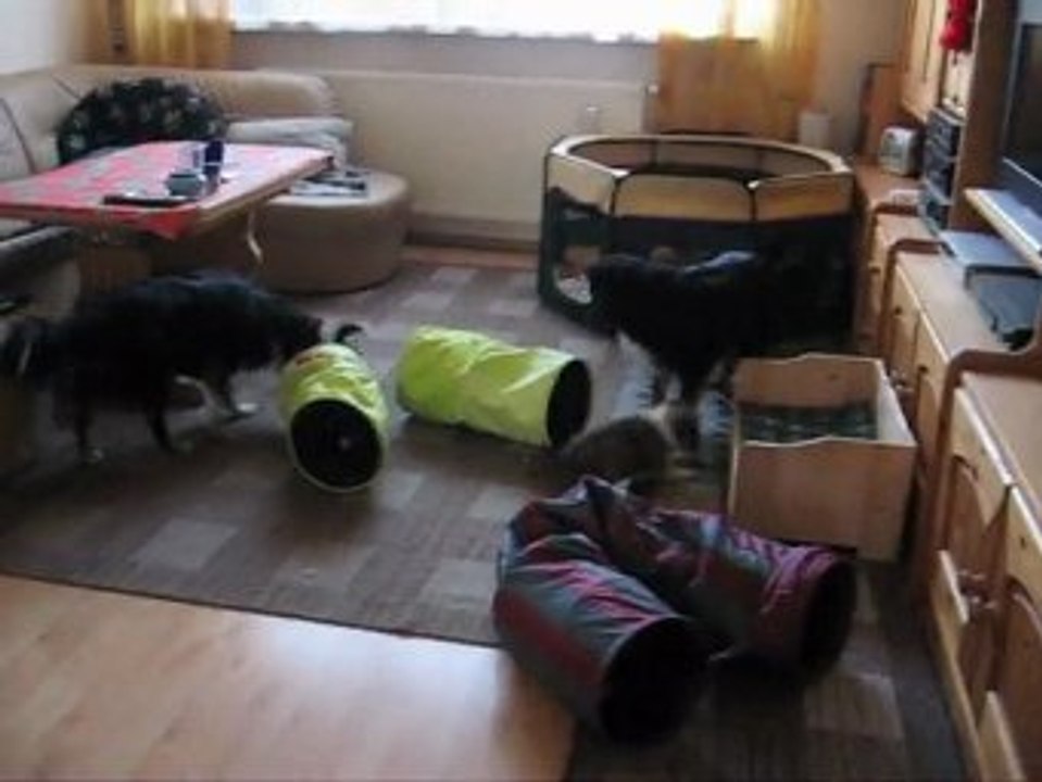 E-Wurf Shelties von der Oberalster 12-09 3.