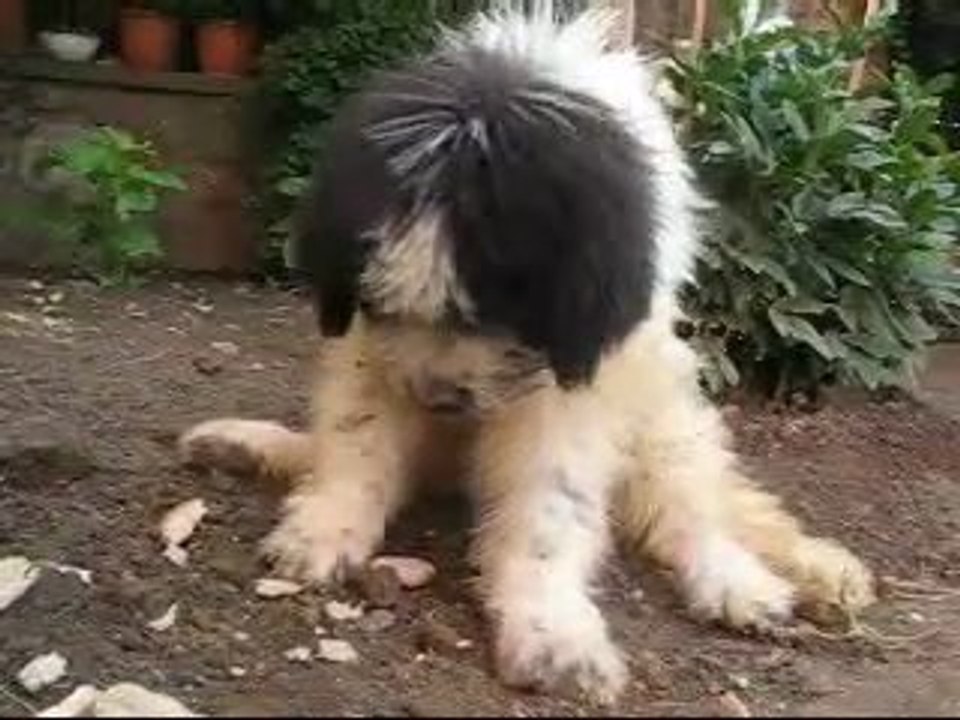 Chien de Berger Roumain de Mioritza