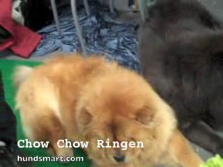 Chow Chow Ringen - Hundsmart