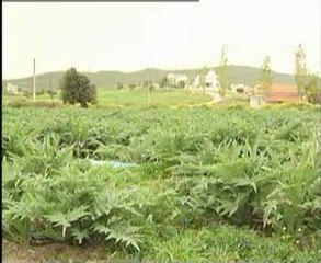 çiçek tablasi yenen sebzeler