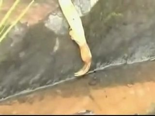 L'étrange créature qui affole le web