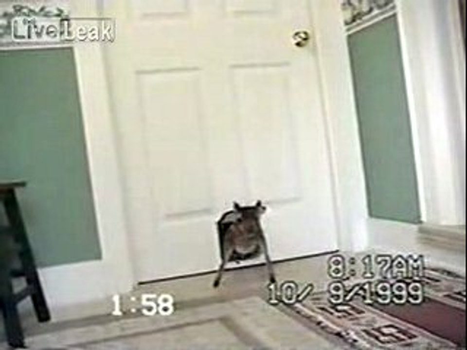 Une chatière pas réservée qu'aux chats