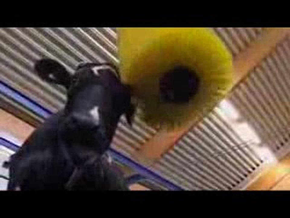 Le robot qui masse les vaches